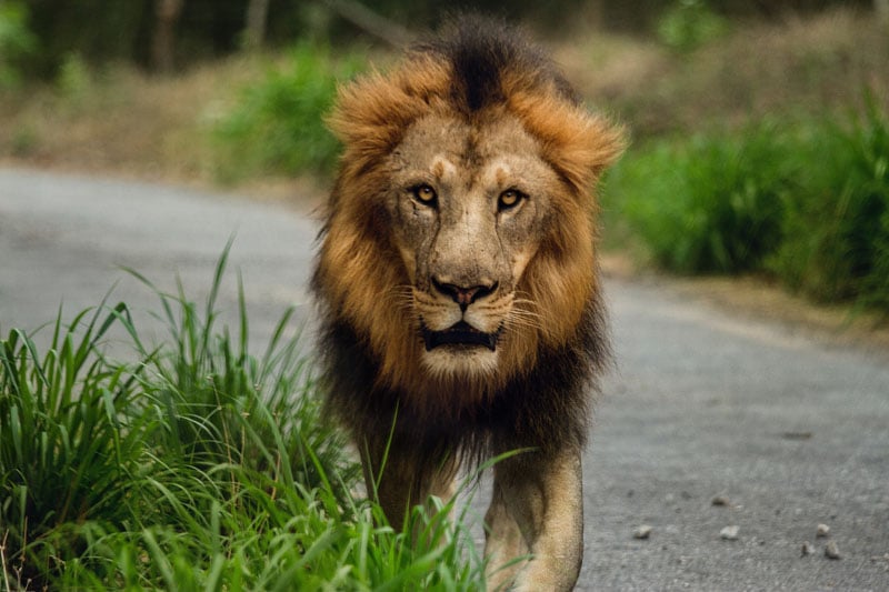 The Defining Qualities of a Great Leader and How to Cultivate Them in Yourself